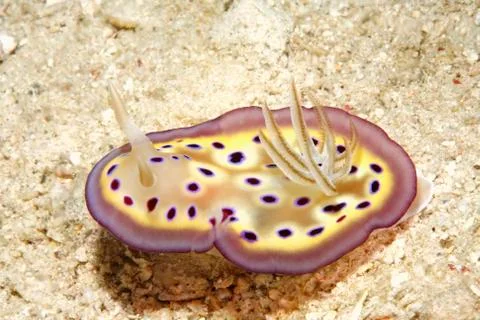 Nudibranch Stock Photos