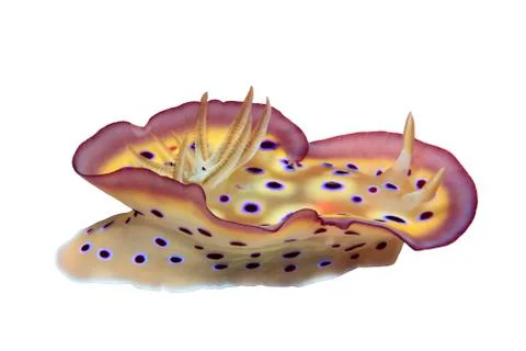 Nudibranch Stock Photos