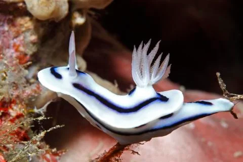 Nudibranch Stock Photos