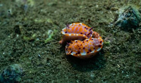 Nudibranch Foto stock