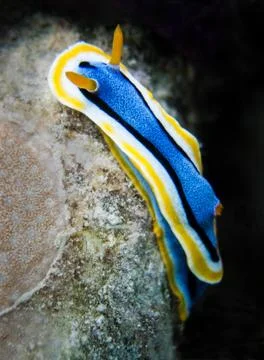 Nudibranch Foto stock