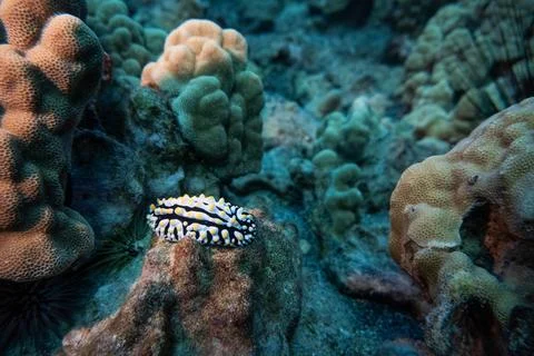 NUDIBRANCH Stock Photos