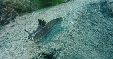 Nudibranch (Polycera hedgepethi) Crawling On Sand, Close Up Clip7373 Stock Footage 229537467