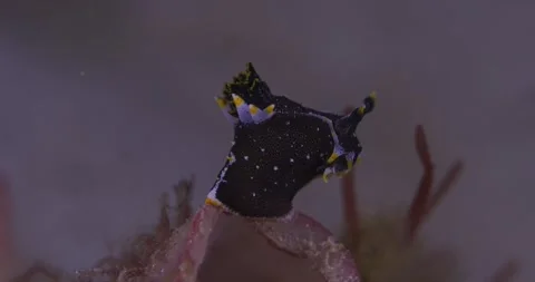 Nudibranch (Polycera hedgepethi) Crawling  On Top The Sponge ClipA017 C038 1 Stock Footage 279028551