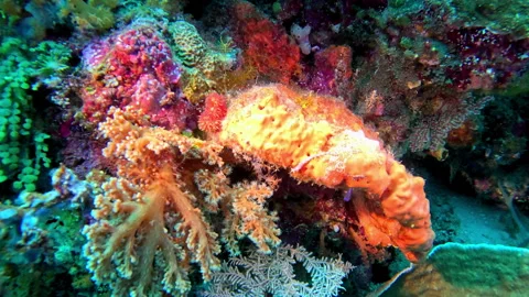 A nudibranch (Pteraeolidia) crawls across a patch of encrusting sponge. Video stock 302268755