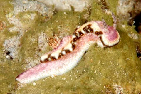 Nudibranch Risbecia godeffroyana Stock Photos