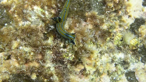 Nudibranch on rock 库存影片 86796983