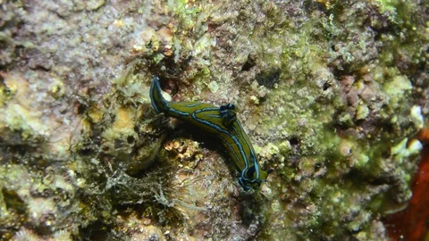 Nudibranch on rock Stock Footage 86797956