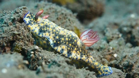 Nudibranch on Sandy Bottom Stock Footage 76236670