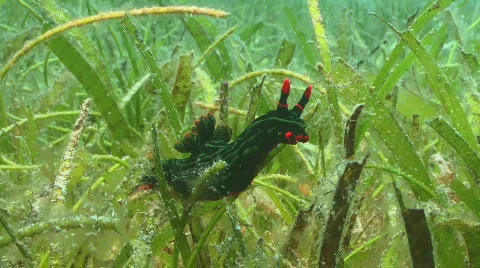 Nudibranch on Seagrass 스톡 동영상 796074