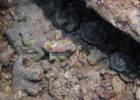 The nudibranch solves the problem of crossing the terrible strip underwater Stock Photos