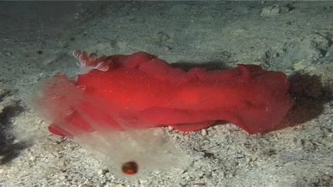Nudibranch, Spanish Dancer Crawling Over Seabed Stock Footage 300543428