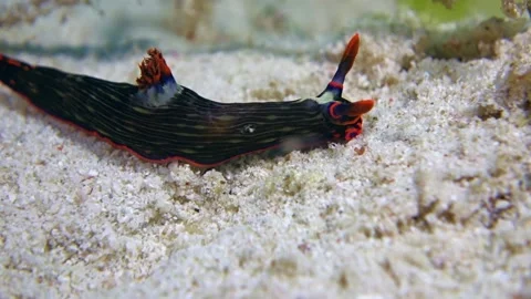 Nudibranch Variable crawls on white sand. 스톡 동영상 135956431