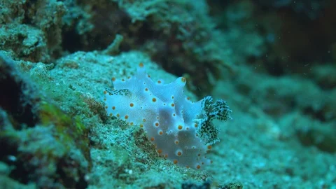 Nudibranch White Halgerda batangas Stock Footage 86489930