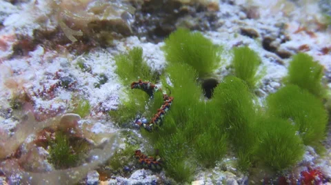 Nudibranches 库存影片 1080616
