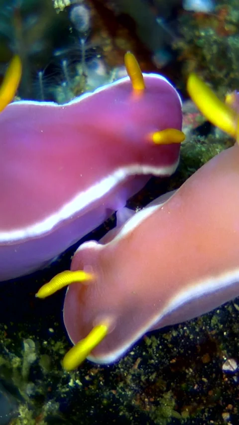 Nudibranches hypselodoris bullocki next to each other mating Stock Footage 227820716