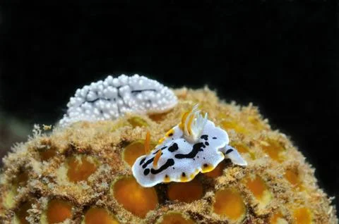 Nudibranches Stock Photos