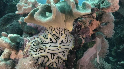 Nudibranch's with eggs Humped halgerda (Halgerda willeyi) Video stock 88240644
