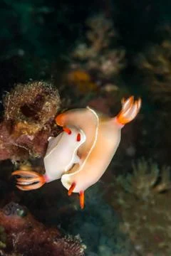 Nudibranchs mating Foto stock