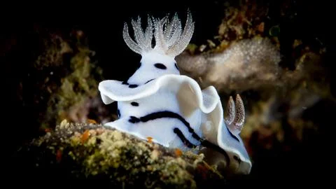 Nudibranchs Stock Photos