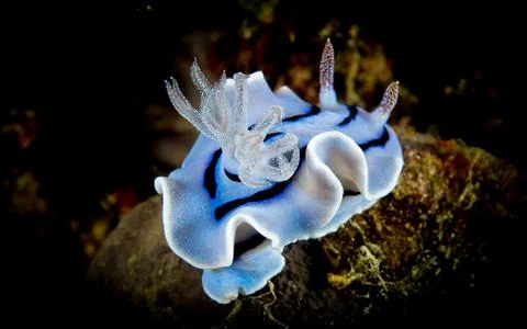 Nudibranchs Stock Photos