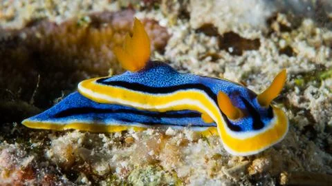 Nudibranchs Stock Photos