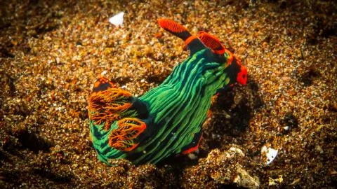 Nudibranchs Stock Photos