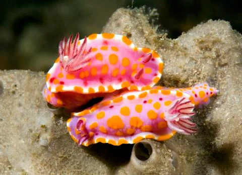 Nudibranchs 写真素材