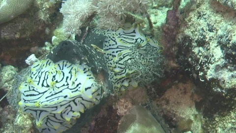 Nudibranch's rosette Humped halgerda (Halgerda willeyi) Video stock 87953391