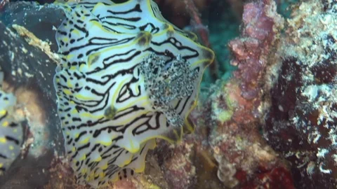 Nudibranch's rosette Humped halgerda (Halgerda willeyi) Sanganeb Stock-Footage 87954490