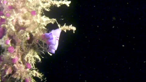 Nudibranchs underwater in ocean of wildlife Philippines. Stock Footage