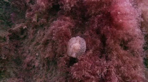 Nudybranch Video stock 12485266