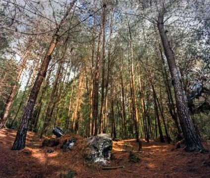 NUESTRO BOSQUE 1 Stock Photos