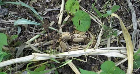 Nuevo Jerusalen reserva natural Python Stock Photos