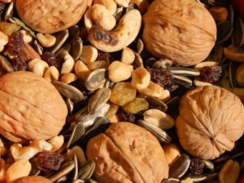Nuez semillas. 库存照片