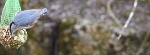 Nuhatch in slow motion on a bag of peanuts Stock Footage 153878546