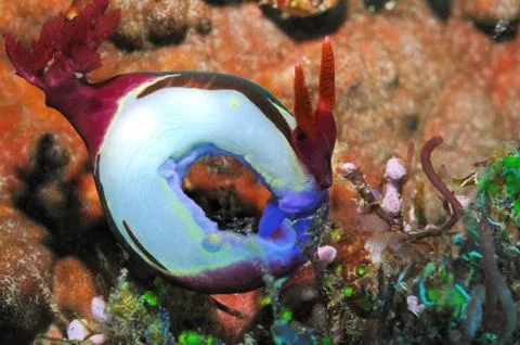 Nuibranch in circle Stock Photos