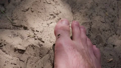 Nuisance Fly Landing on a Barefoot Human Foot on Sandy Beach 스톡 동영상 342181059
