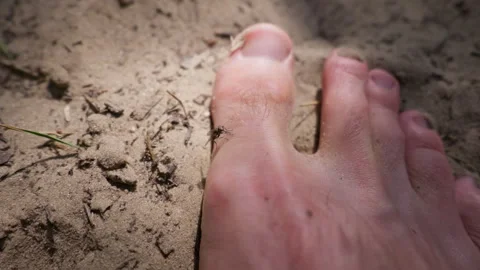 Nuisance Fly Perched on Bare Human Toe in Sandy Dirt Outdoor Setting Stock Footage 342181187