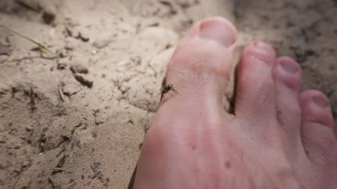 Nuisance Housefly Landing on a Bare Human Foot Outdoors on Sand 스톡 동영상 342766151