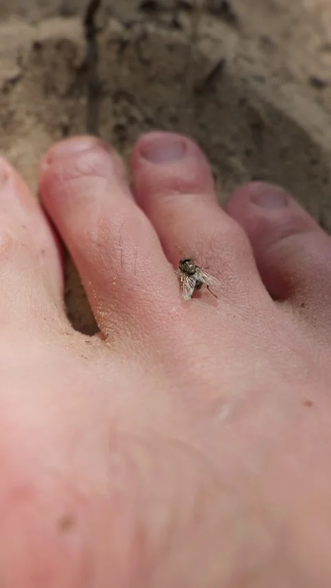 Nuisance Housefly Resting on Human Foot Outdoors on Beach Sand Stock Footage 342769595