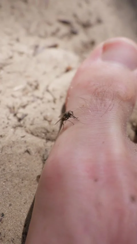 Nuisance Housefly Sitting on Human Toe on Sandy Outdoor Surface 스톡 동영상 342769305