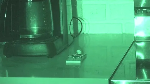 Nuisance Pest Mouse in House Approaching Eating Bait at Trap Unhurt Not Caught Stock Footage 297300798