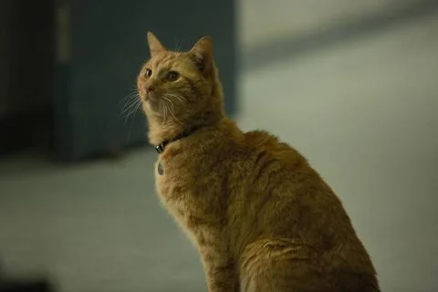  null Marvel Studios CAPTAIN MARVEL..Goose ..Photo: Chuck Zlotnick.. Marve... Stock Photos