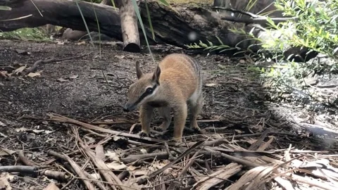 Numbat in enclosure Stock Footage 345172505