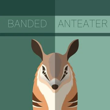 Numbat flat postcard Stock Illustration