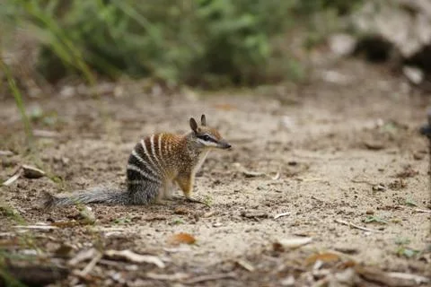 Numbat 写真素材