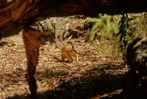 Numbat Stock Photos