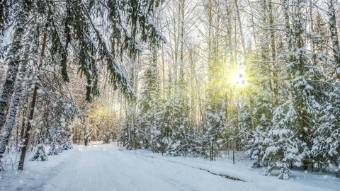 Number 2017 Falling snow in the winter forest, CINEMAGRAPH, loop, 1080p Stock Footage 80719566