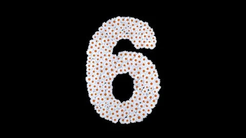 Number 6 made of white daisy flowers Stock Footage 73504906